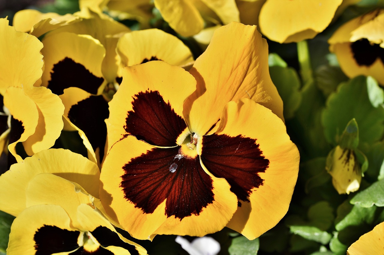 pansy-4853790_1280