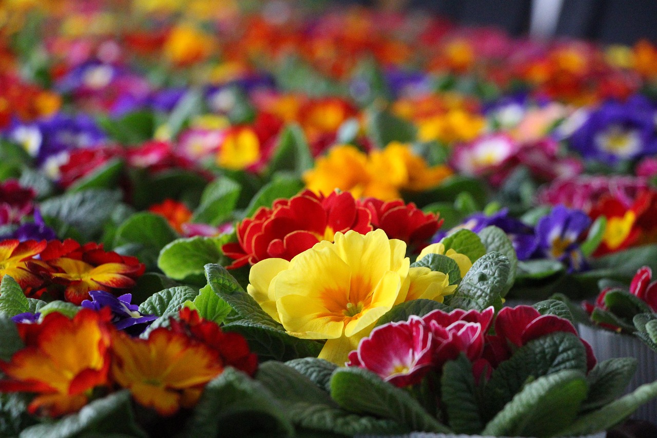 primroses-3637086_1280